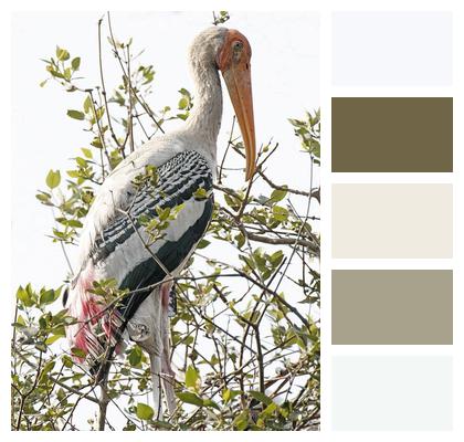 Painted Stork Wildlife Bird Image